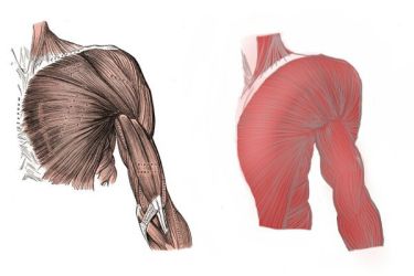 anatomy of shoulder.jpg